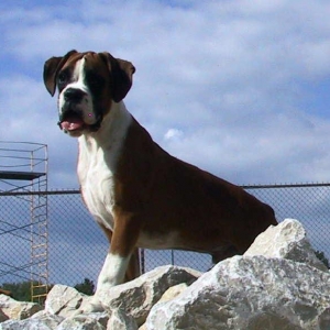Chipper - almost 5 months