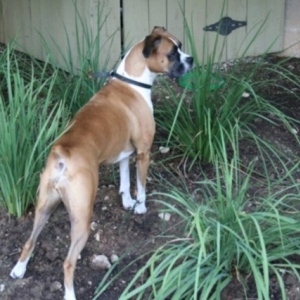 Looking at another Dog
