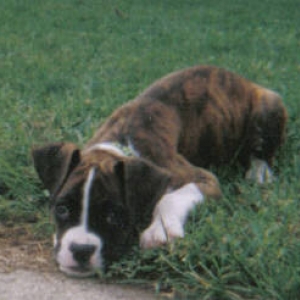 Apollo, 9 wks, flashy brindle male 7-14-05
