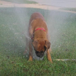 Dog wash!