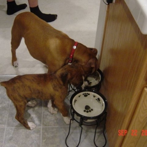 chopper and harlie