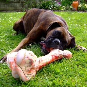 Lily chewing on her bone