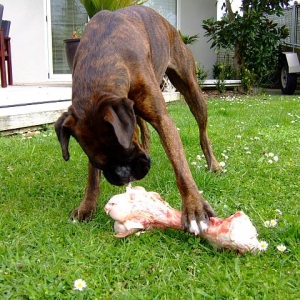 Mmmm bone
