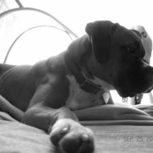 Rocky being mellow.