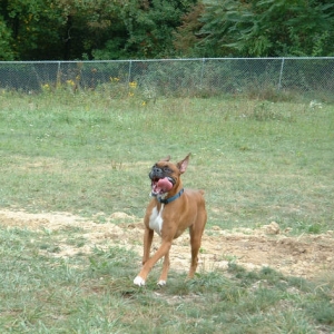 First Dog Park Trip