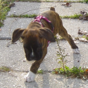 Vilma 10 weeks