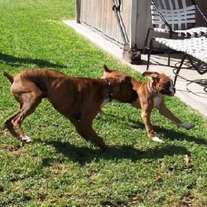 Jade and Charlie playing chase & doing boxer burns