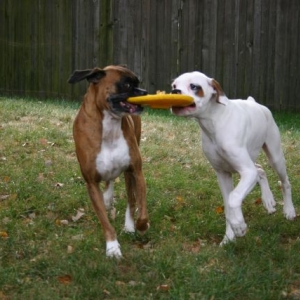 Playing Frisbee
