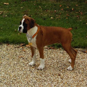 Eliot