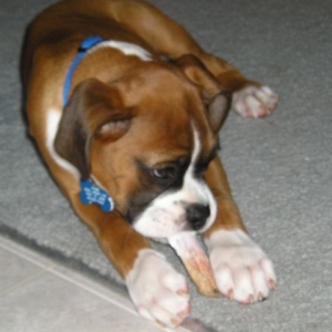 Kahne and a Bully Stick