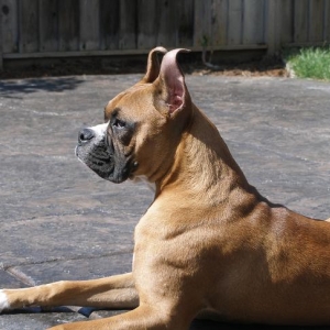 Enjoying the 'bright' sun after being in his crate for a couple of hours.