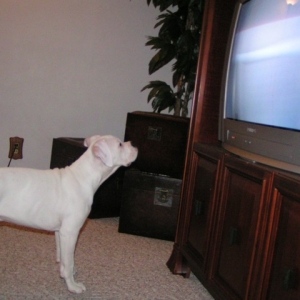 Tyson watchiing TV