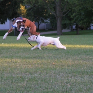 Duke and Tye