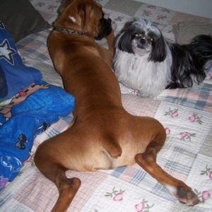 Relaxing... Boxer style!