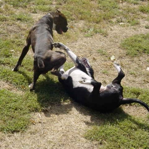 Pimp and Shane Playin