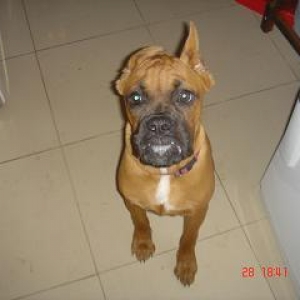 give me cheese to put the second ear up