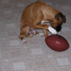 Crash eating his football