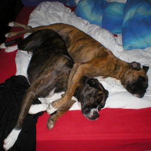 best_buddies3_opt
