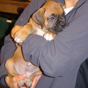 Java @ 6 weeks