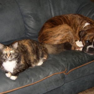 Nala and Abbey