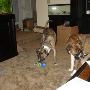 Nala and Baloo