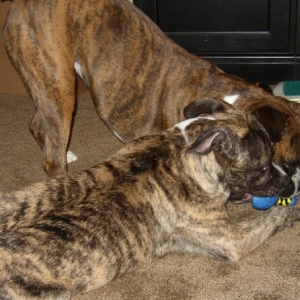 Nala and Baloo