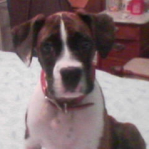 jake