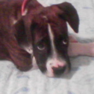 jake