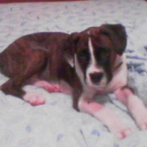 jake