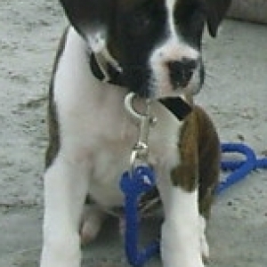 jake
