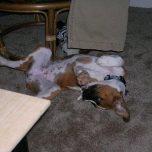 Dakota is a back dog