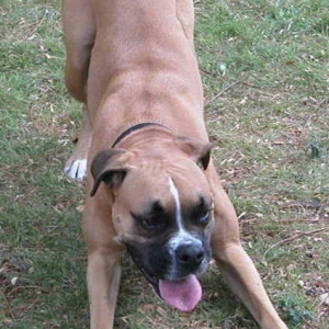 Phoebe in the yard
