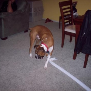 TP thief!