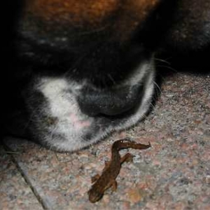 Jaffa and a lizard