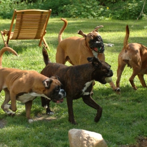 All of our present boxers
