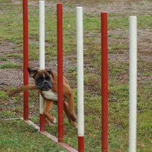 Esteri training agility