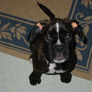 Pippis-puppy