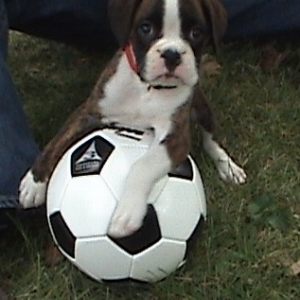 Soccer Pup