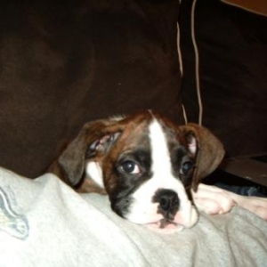 Tired Pup