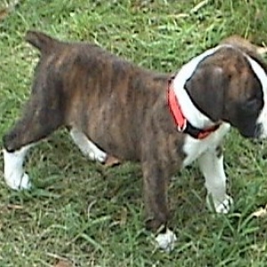 Mini Cassie