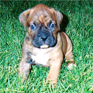 Lola 5 wks old