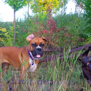 Lily in the Fall