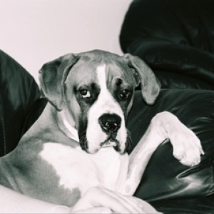Diesel's Spot
