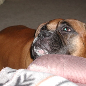 pets_2_019