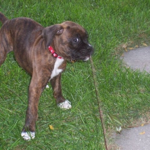 Hate_that_leash