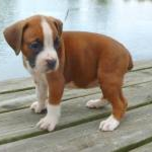 Lola - 6 weeks