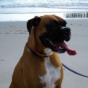 Wrigley on the Beach