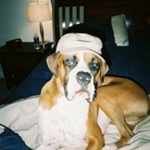 Dog in a Hat