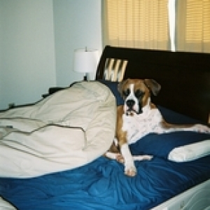 Diesel's new Doggy Bed