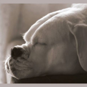 Dreaming...